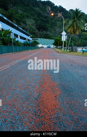Kinder Krabben Migration durch Flying Fish Cove, Gecarcoidea natalis, Christmas Island, Australien Stockfoto