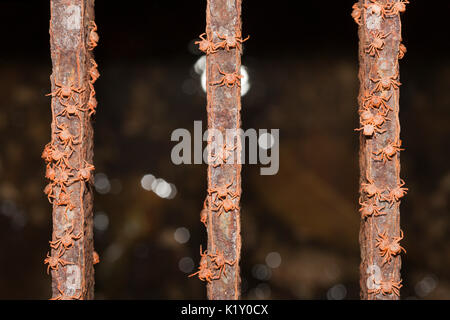 Kinder Krabben Migration durch Flying Fish Cove, Gecarcoidea natalis, Christmas Island, Australien Stockfoto