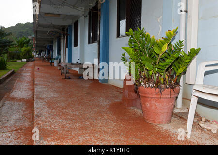 Kinder Krabben Migration durch Flying Fish Cove, Gecarcoidea natalis, Christmas Island, Australien Stockfoto