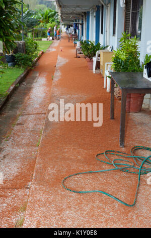 Kinder Krabben Migration durch Flying Fish Cove, Gecarcoidea natalis, Christmas Island, Australien Stockfoto