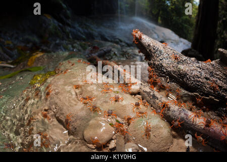 Kinder Krabben erreichen Hughes Dale Wasserfall, Gecarcoidea natalis, Christmas Island, Australien Stockfoto