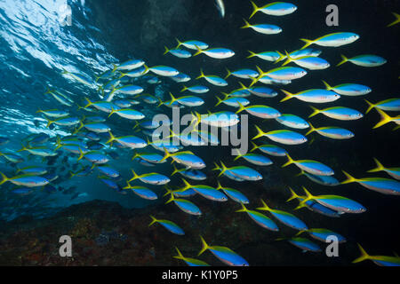 Schwarm von Yellowback Fusilier, Caesio teres, Christmas Island, Australien Stockfoto