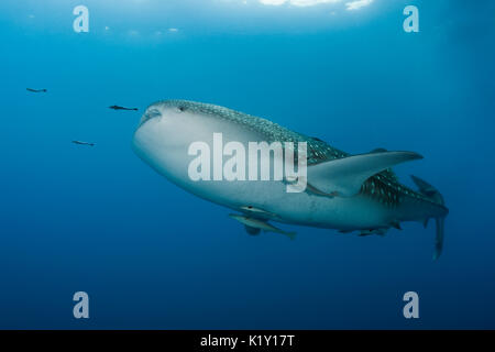 Der Walhai, der Firma IPCON Typus, Christmas Island, Australien Stockfoto