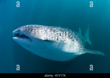 Der Walhai, der Firma IPCON Typus, Christmas Island, Australien Stockfoto