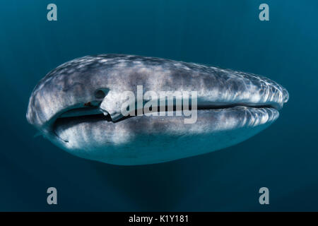 Der Walhai, der Firma IPCON Typus, Christmas Island, Australien Stockfoto