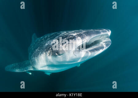 Der Walhai, der Firma IPCON Typus, Christmas Island, Australien Stockfoto