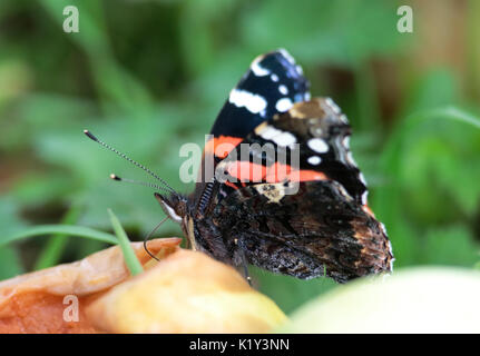 Red Admiral Schmetterling auf verfallende windfall Äpfel. Stockfoto