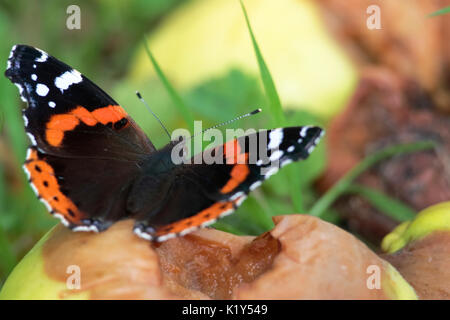 Red Admiral Schmetterling auf verfallende windfall Äpfel. Stockfoto