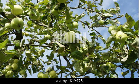 Äpfel hängen von einem Apfelbaum auf einem blauen Hintergrund Stockfoto