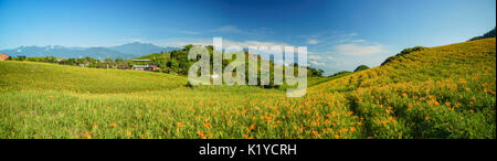 Die berühmten und schönen Daylily Blume am 60 Stone Mountain in Hualien, Taiwan Stockfoto