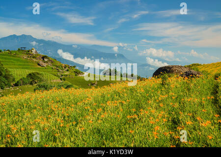 Die berühmten und schönen Daylily Blume am 60 Stone Mountain in Hualien, Taiwan Stockfoto