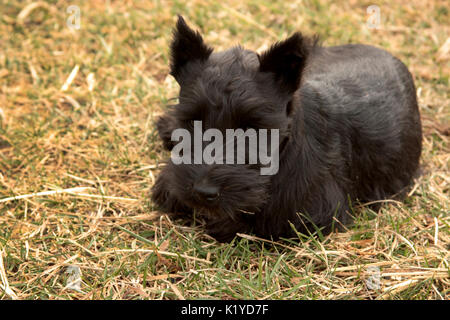 Scottish Terrier Stockfoto