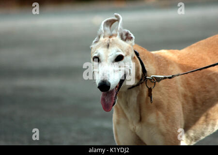 Pharaoh Hound Hund an der Leine Stockfoto