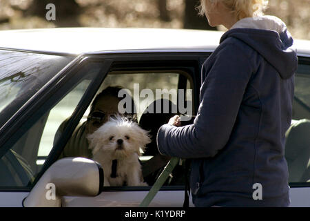 Niedlichen kleinen weißen Hund im Auto Fenster Stockfoto