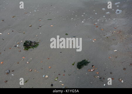 Seegras und Muscheln am Strand Stockfoto