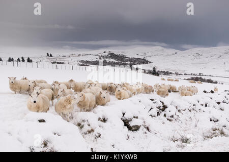 Ländliche Landschaft Landschaft mit North Country Cheviot Schafen im dicken Schnee auf Winter Tag, Rogart, Sutherland, Highlands, Schottland, UK