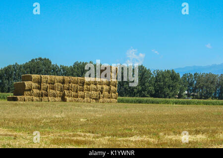 Rechteckige Pille von starws im Feld Stockfoto