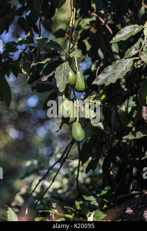 Grüne Avocados wächst im Hinterhof eines Hauses in Südkalifornien, USA Stockfoto