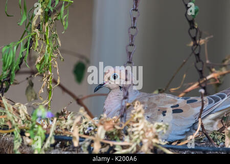 Taube (Zinaida macroura) brüten in einem hängenden Korb im Garten eines Hauses in der Stadt Santa Ana, Kalifornien, USA Stockfoto