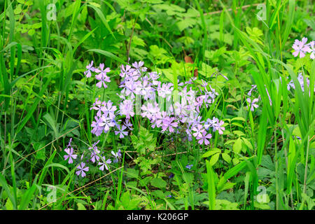 Wild blue Phlox) Phlox maculata) Gras. Stockfoto