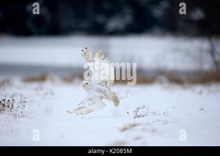 Schneeeule, Schnee-eule (Nyctea scandiaca), erwachsene Fliegen im Winter, Schnee, Zdarske Vrchy, Böhmisch-Mährische Höhe Stockfoto