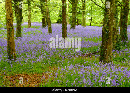 Blüten der Gemeinsamen Bluebell (Hyacinthoides non-scripta) im Wald, in der Nähe von Bodmin, Cornwall, England, Vereinigtes Königreich Stockfoto