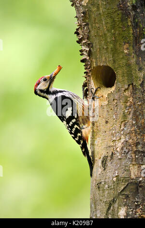 Weiß-backed Woodpecker (Dendrocopos Leucotos), Männchen mit Nahrung im Schnabel an der Verschachtelung Loch, Bükk Nationalpark, Ungarn Stockfoto