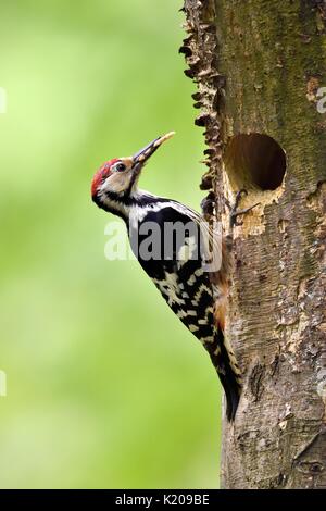 Weiß-backed Woodpecker (Dendrocopos Leucotos), Männchen mit Nahrung im Schnabel an der Verschachtelung Loch, Bükk Nationalpark, Ungarn Stockfoto