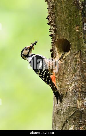Weiß-backed Woodpecker (Dendrocopos Leucotos), Weibchen mit Nahrung im Schnabel an der Verschachtelung Loch, Bükk Nationalpark, Ungarn Stockfoto