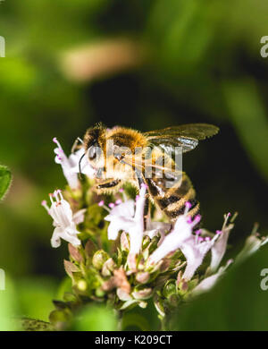 Die europäische Honigbiene (Apis mellifera), die bestäubung Blüte, wilder Majoran (Origanum vulgare), Deutschland Stockfoto