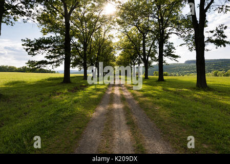 Road Mountain House aus dem testimonial Gateway mohonk in New Paltz new york. Tree Trail durch eine grüne Weide bei Sonnenuntergang gesäumt. Stockfoto