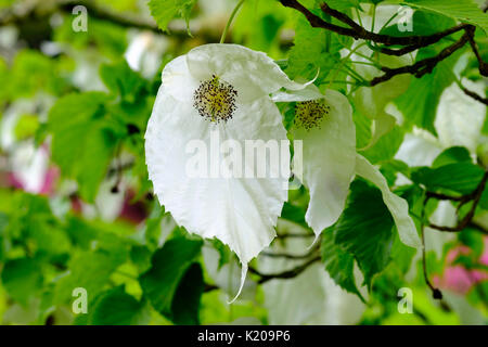 Blumen, Taschentuch Baum (Baume involucrata), Trebah Garden, Mawnan Smith, in der Nähe von Falmouth, Cornwall, England, Vereinigtes Königreich Stockfoto