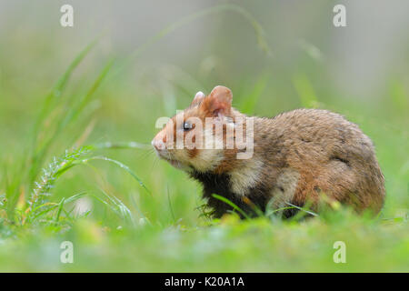 Feldhamster (Cricetus cricetus), junge Tier in der Wiese, Österreich Stockfoto