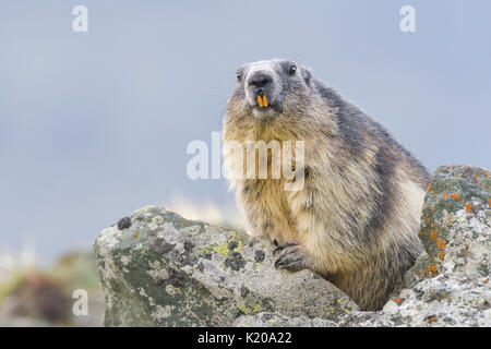 Alpine Murmeltier (Marmota marmota) auf Felsen, Tier Portrait, Nationalpark Hohe Tauern, Kärnten, Österreich Stockfoto