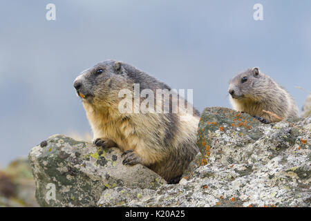 Alpine Murmeltier (Marmota marmota) auf rockss, alte Tier- und junge Tiere, Nationalpark Hohe Tauern, Kärnten, Österreich Stockfoto