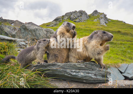 Alpine Murmeltier (Marmota marmota) auf Felsen, Nationalpark Hohe Tauern, Kärnten, Österreich Stockfoto