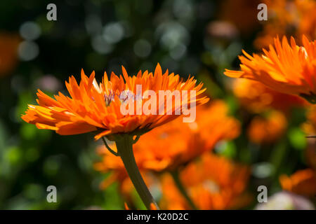 Calendula officinalis Greenheart Orange flower bed Fokussierung auf eine einzelne Blume im Vorderteil. Stockfoto