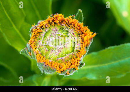 Single Kind angehende Calendula officinalis - greenheart Orange im Garten Bett, mit weichen, grünen Unterholz als Hintergrund. Die Calendula Famil Stockfoto