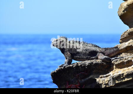 Galapagos Mariner Leguan auf seinem Trone. Stockfoto