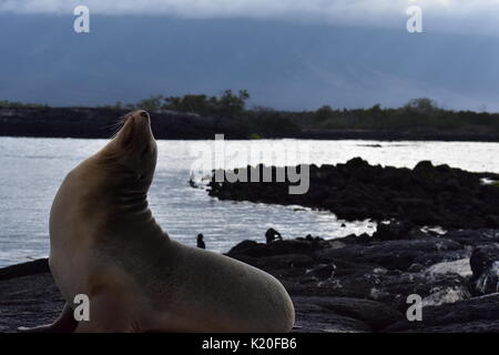 Galapagos Mariner Leguan auf seinem Trone. Stockfoto