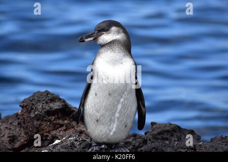 Galapagos Mariner Leguan auf seinem Trone. Stockfoto