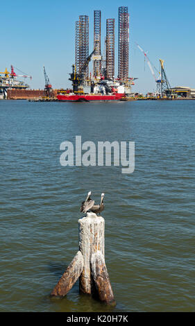 Texas, Galveston, Hafen, Pelikane auf häufen, offshore Bohrinsel und Versorgungsschiff Stockfoto