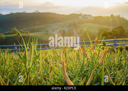 Die berühmten und schönen Daylily Blume am 60 Stone Mountain in Hualien, Taiwan Stockfoto