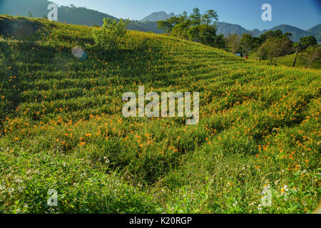 Die berühmten und schönen Daylily Blume am 60 Stone Mountain in Hualien, Taiwan Stockfoto