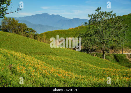 Die berühmten und schönen Daylily Blume am 60 Stone Mountain in Hualien, Taiwan Stockfoto
