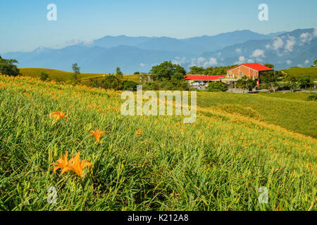 Die berühmten und schönen Daylily Blume am 60 Stone Mountain in Hualien, Taiwan Stockfoto