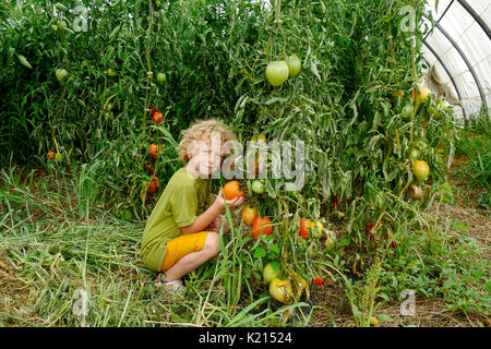 Eine kleine blonde Junge Kommissionierung Tomaten im Garten Stockfoto