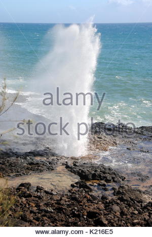 Jubelnde Horn in Poipu, Kauai, Hawaii Stockfoto