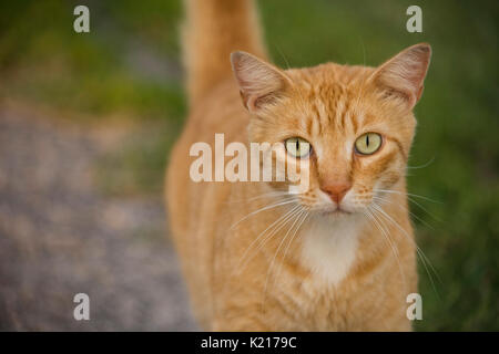 Ginger Tabby Katze mit grünen Augen Stockfoto