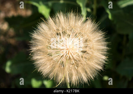 Westlichen Schwarzwurzeln Stockfoto